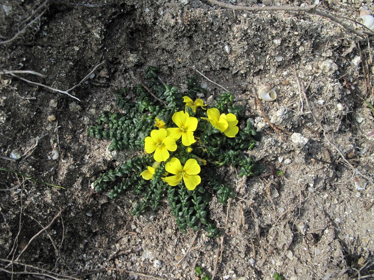 Morisia monanthos